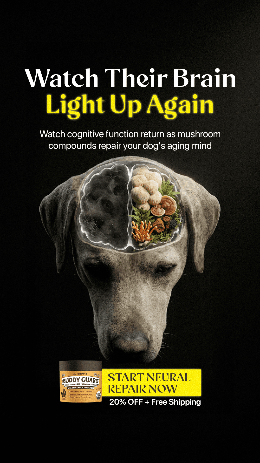 Portfolio ad creative 37
